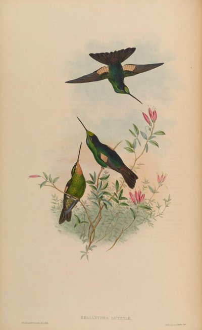 Helianthea lutetiae by John Gould
